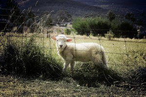 lamb farm