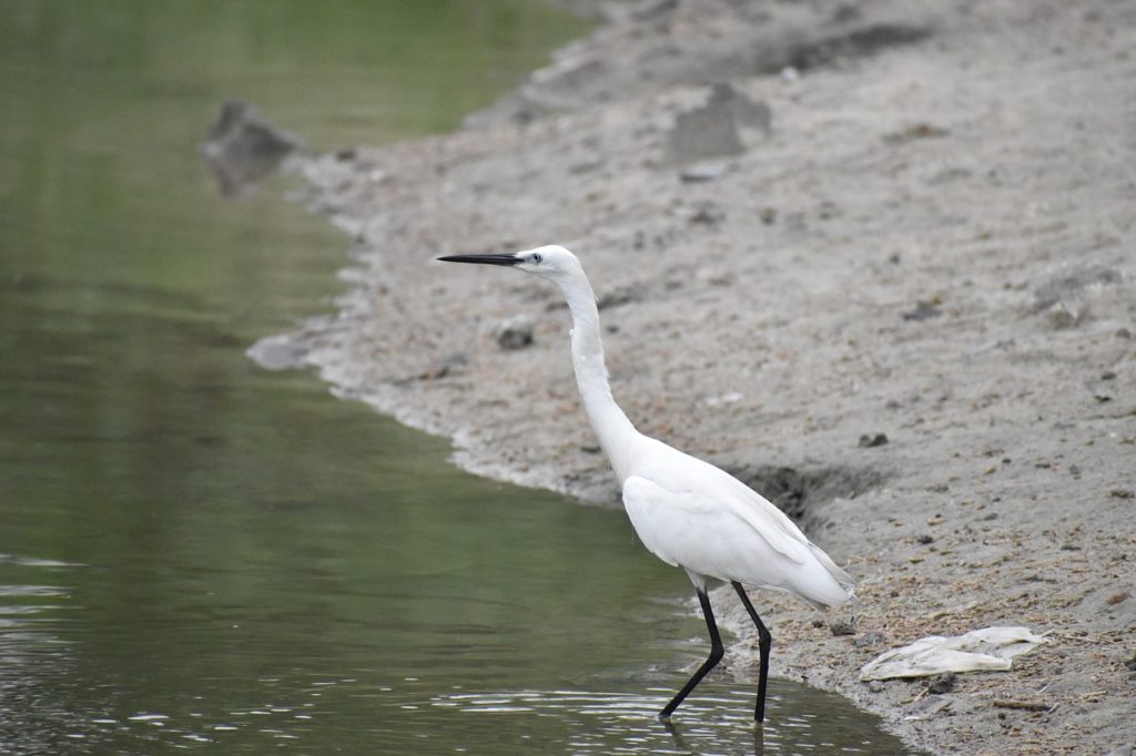 Siberian crane