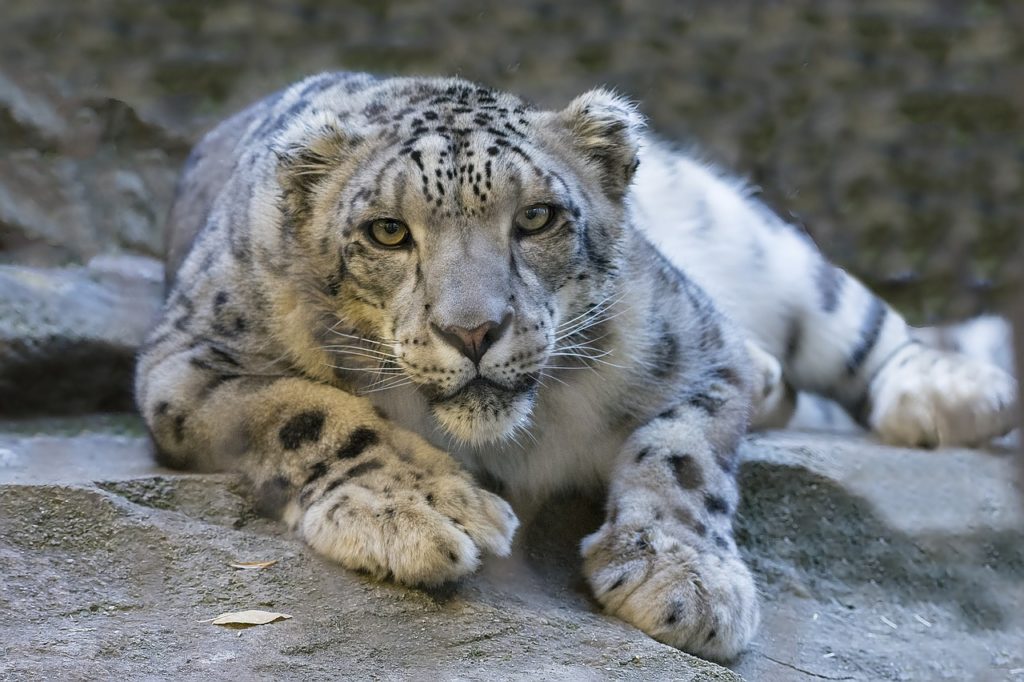 snow-leopard