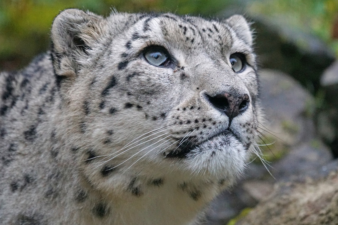 snow-leopard