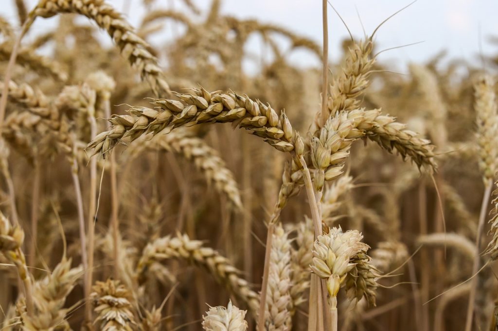 cereals, grains