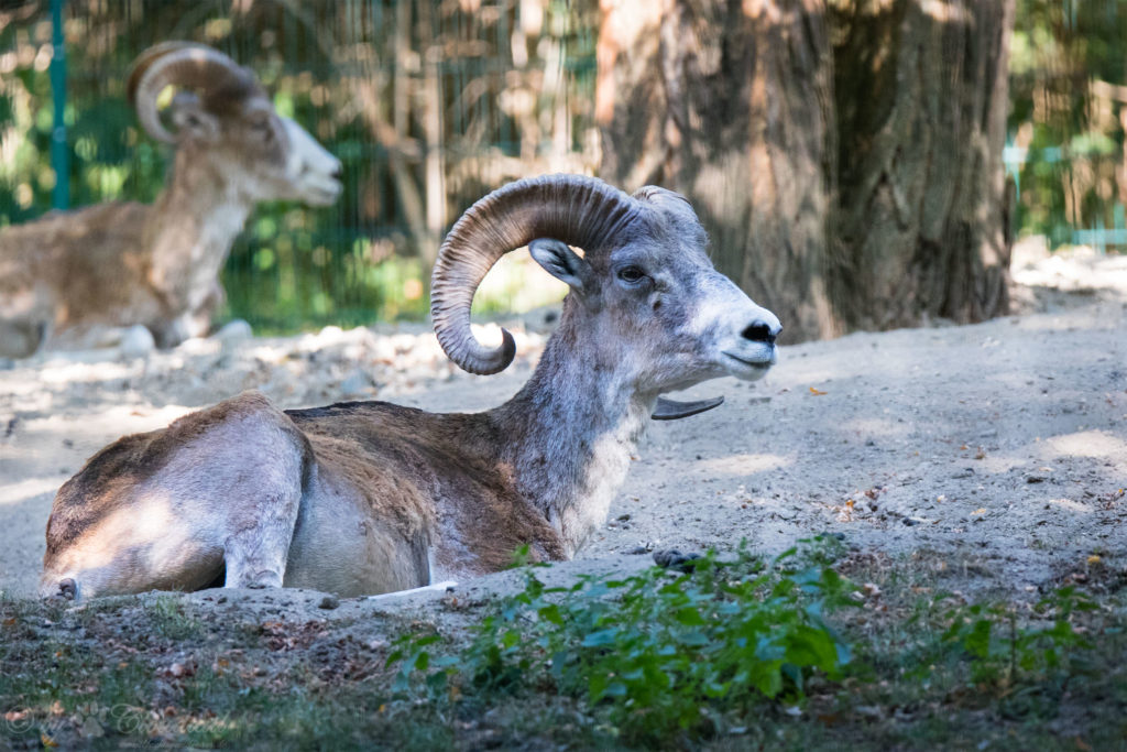 Marco Polo sheep